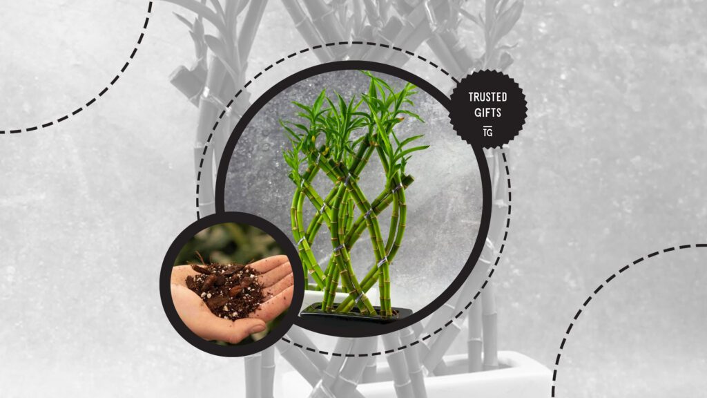 lucky-bamboo-soil-mix-recipe