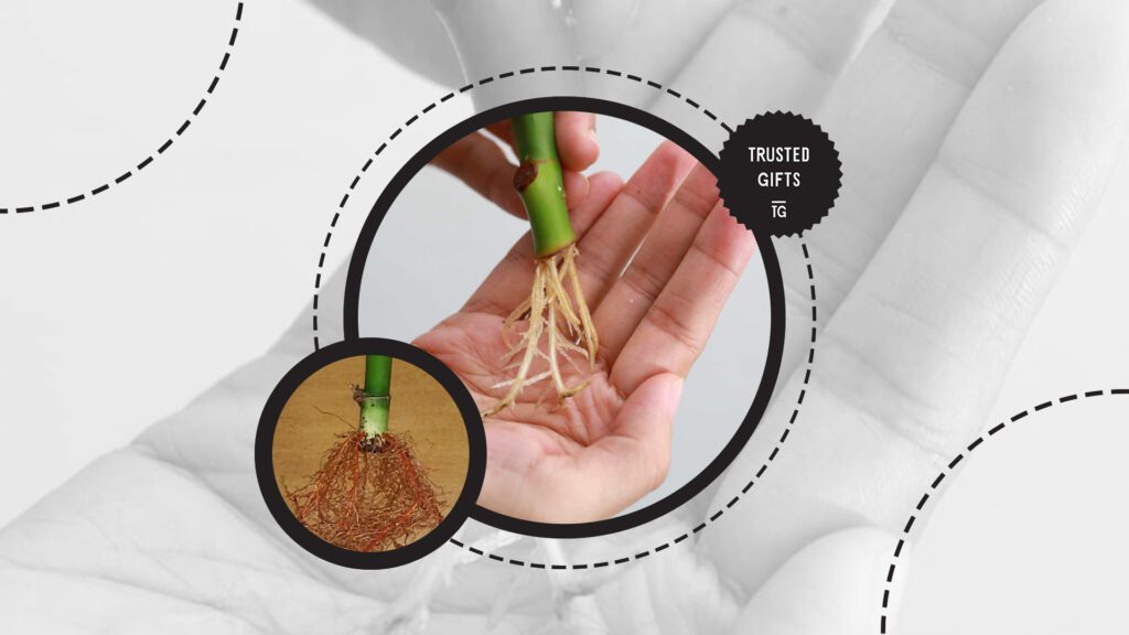 root-rot
