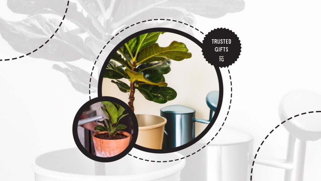 best-time-to-water-fiddle-leaf-figs