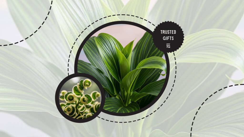 chinese-evergreen-curling-leaves