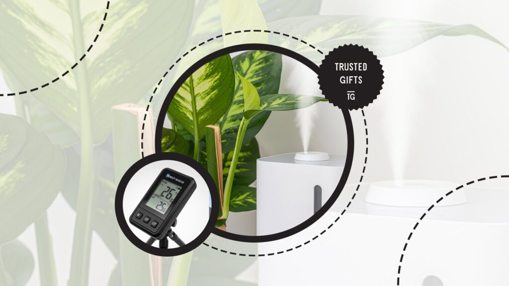 chinese-evergreen-humidity-level