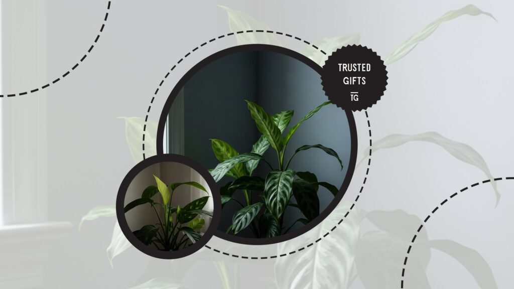 chinese-evergreen-light-exposure