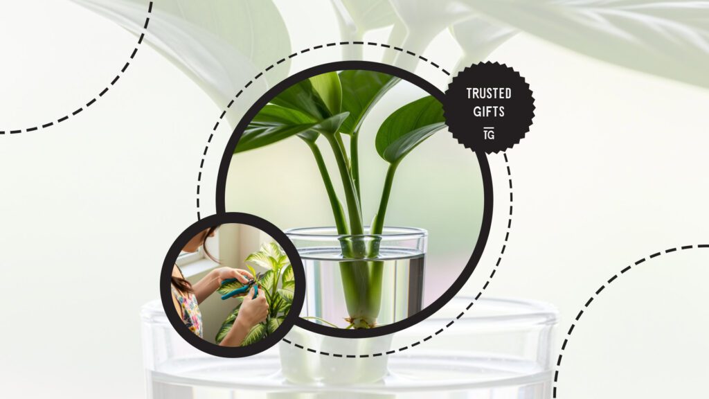 chinese-evergreen-propagating