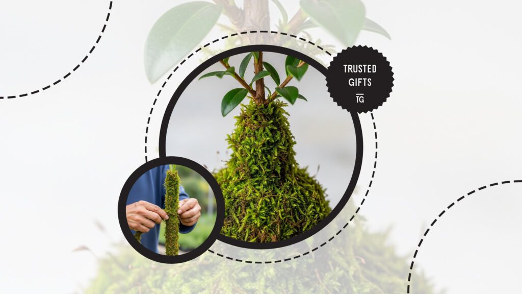 chinese-evergreen-propagating-through-air-layering