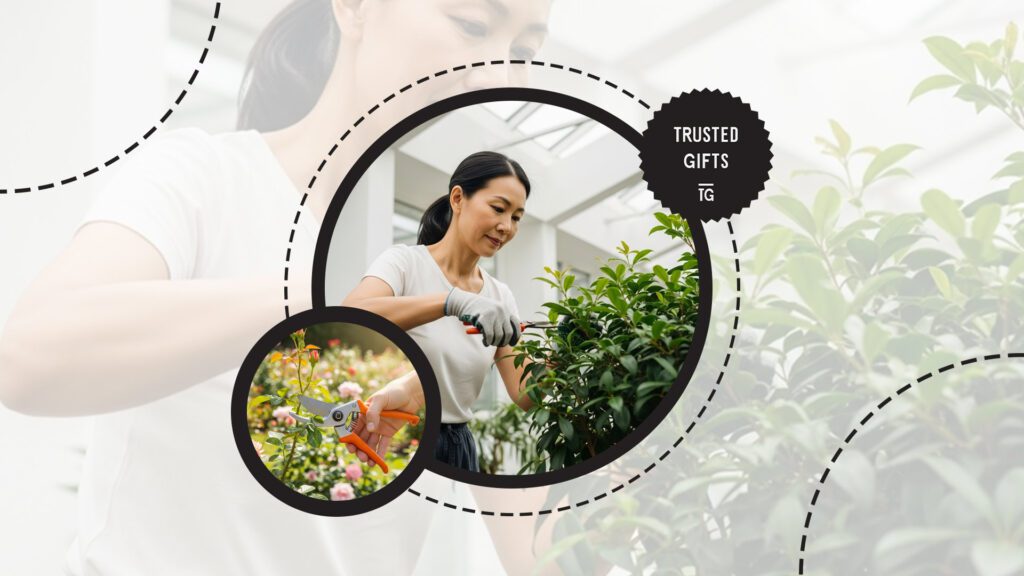 chinese-evergreen-pruning
