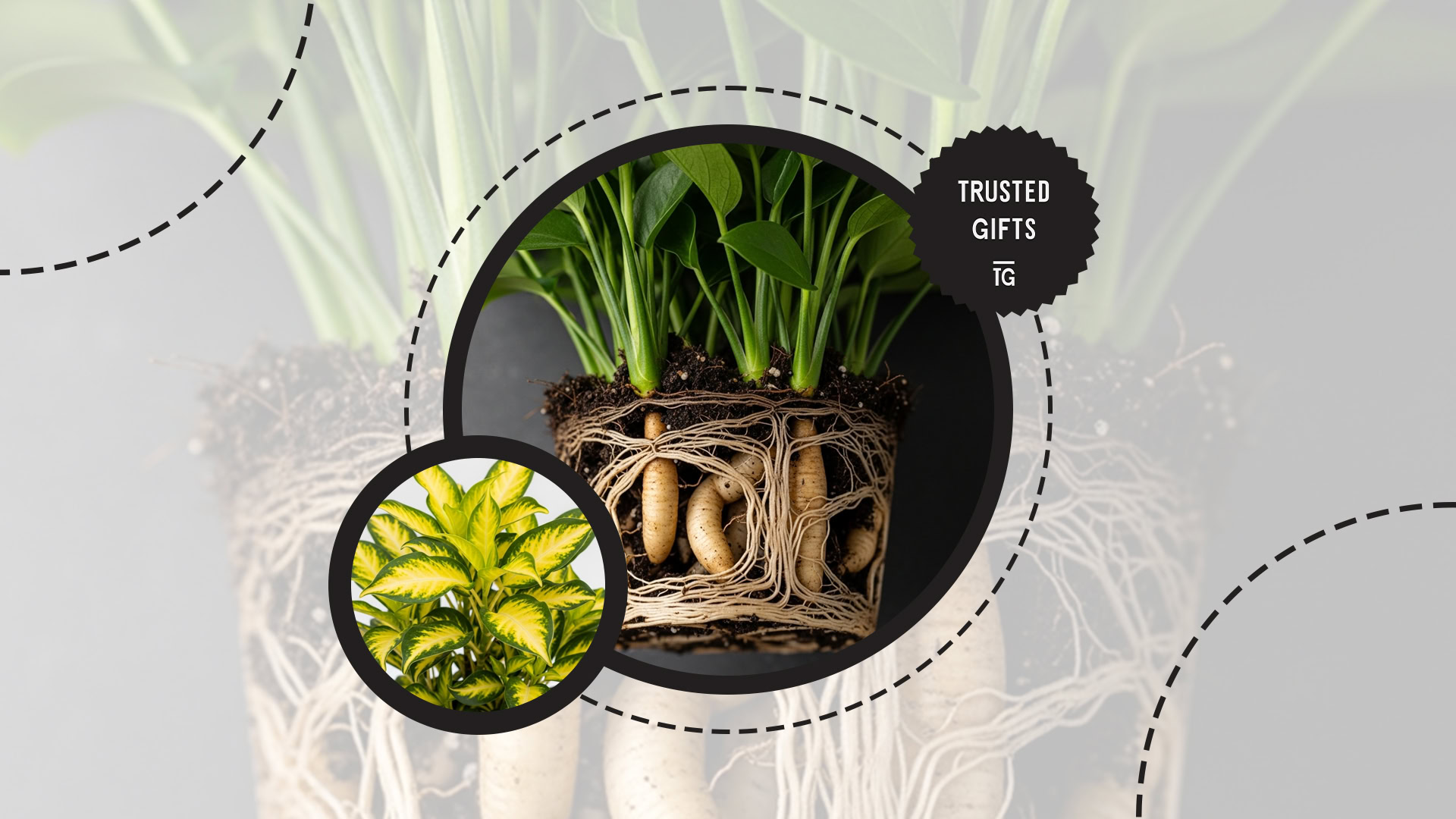 Simple Tips to Keep Chinese Evergreen Thriving [2026]