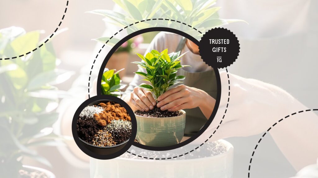 chinese-evergreen-soil-mix