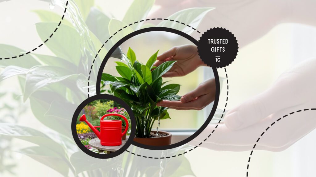 chinese-evergreen-watering