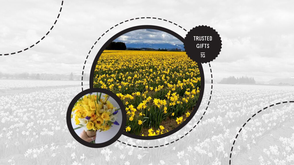 daffodil-flowers