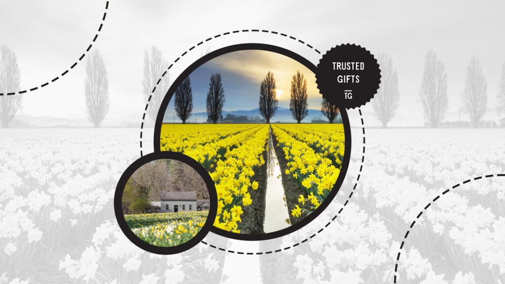daffodil-flowers-origin