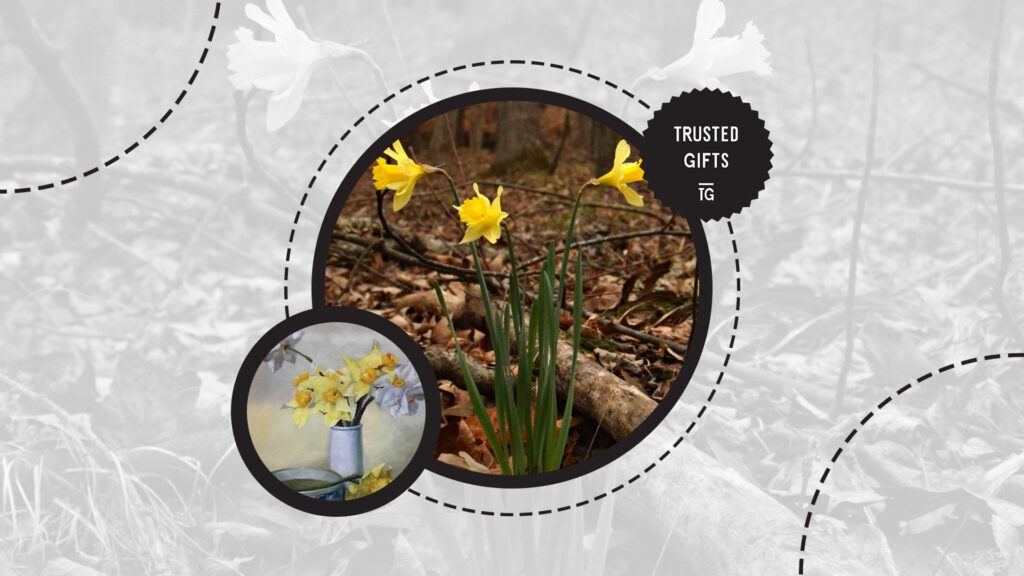 daffodil-flowers-victorian-era-symbolize