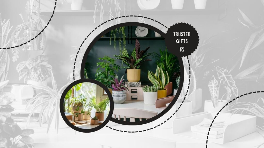 desk-plants