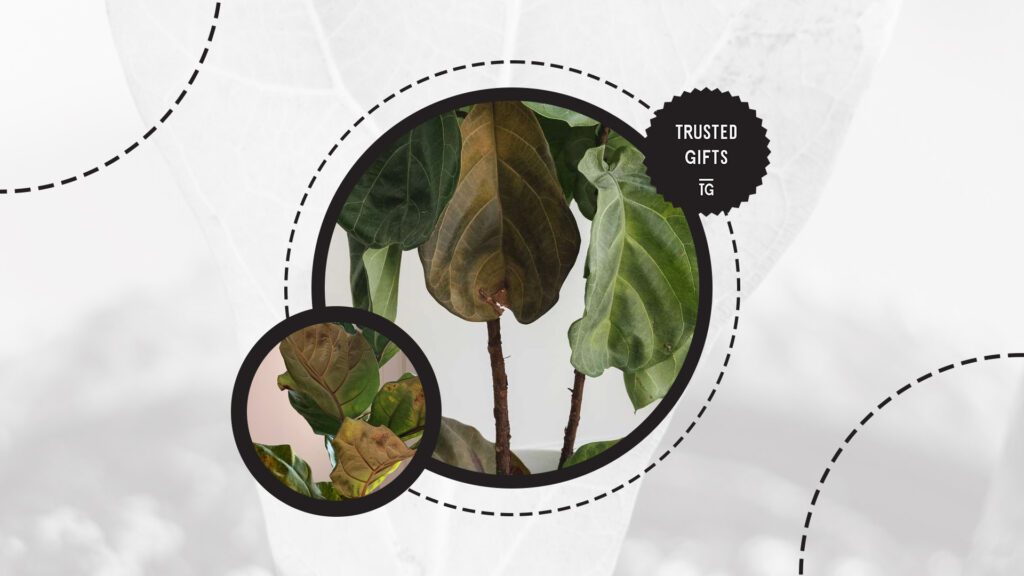 fiddle-leaf-fig-brown-spots-on-leaves