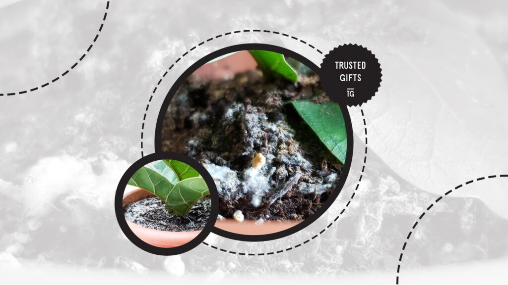 fiddle-leaf-fig-foul-odor