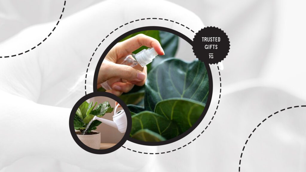 fiddle-leaf-fig-humidity
