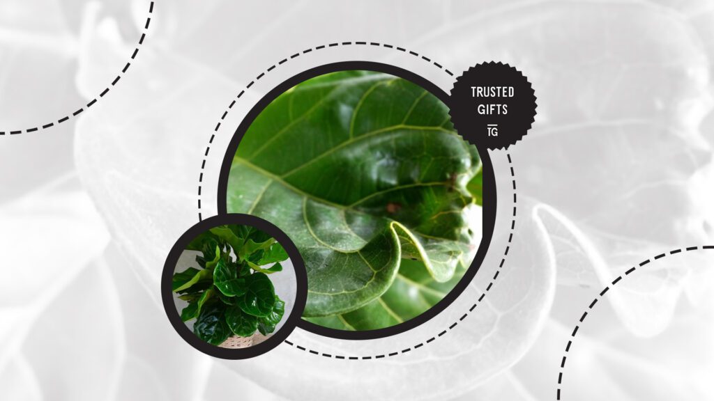 fiddle-leaf-fig-leaf-curling