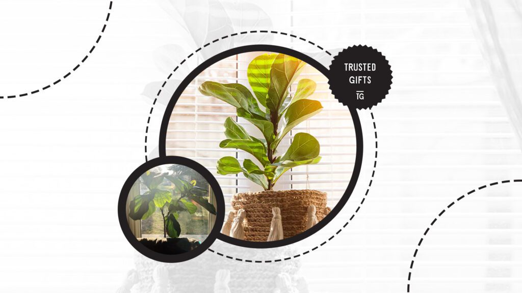 fiddle-leaf-fig-light-exposure