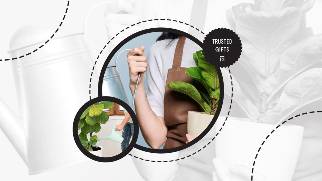 fiddle-leaf-fig-plant-size-and-age