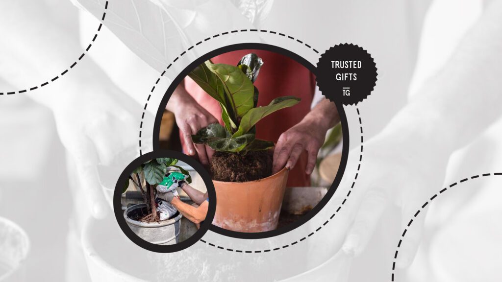 fiddle-leaf-fig-soil-composition