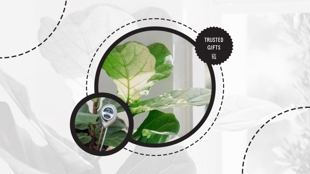 fiddle-leaf-fig-temperature