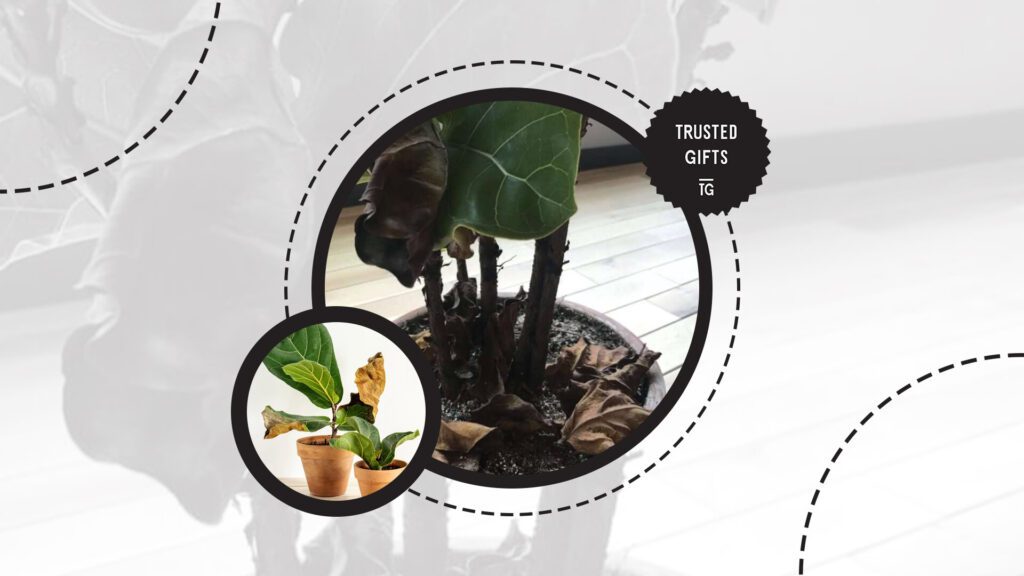 fiddle-leaf-fig-wilting-leaves