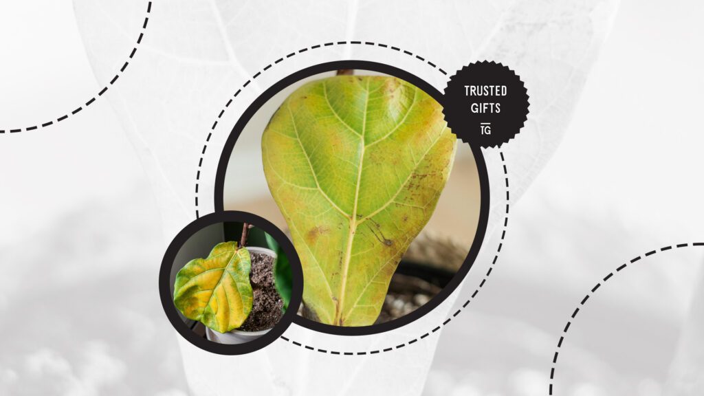 fiddle-leaf-fig-yellowing-leaves