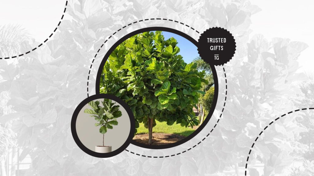 how-often-to-water-fiddle-leaf-fig