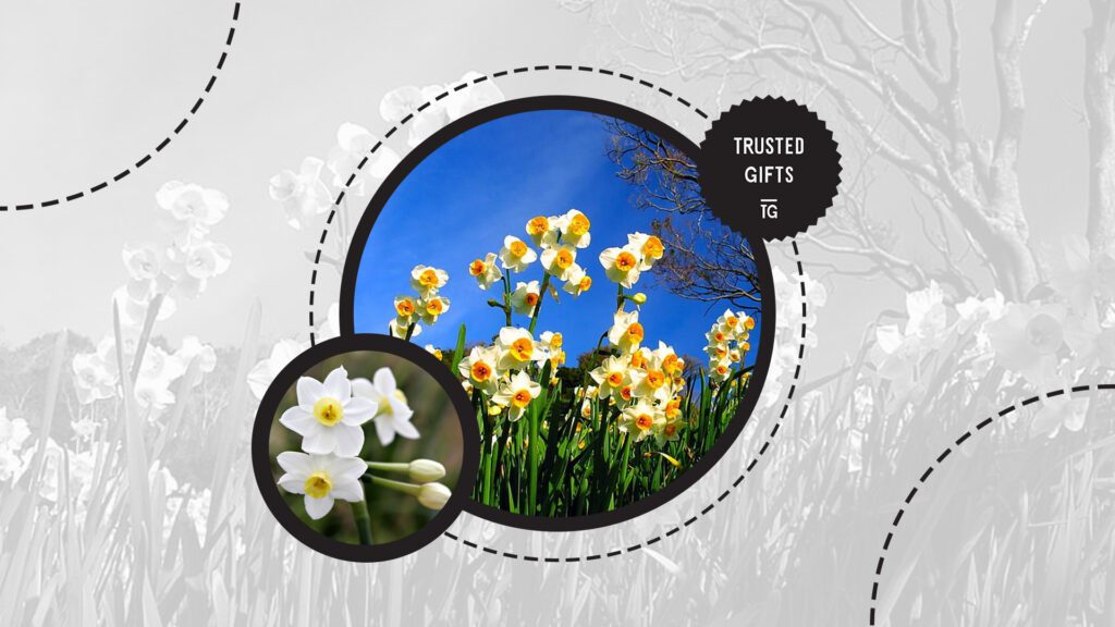jonquil-flowers
