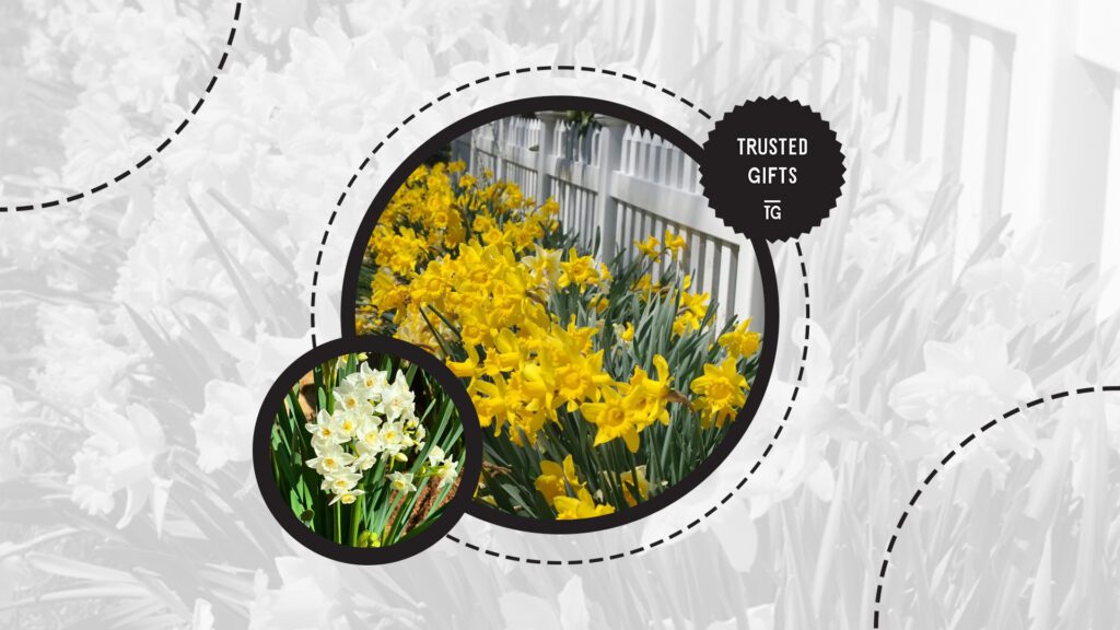 jonquil-flowers-meanings
