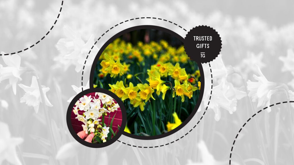 jonquil-flowers-origin