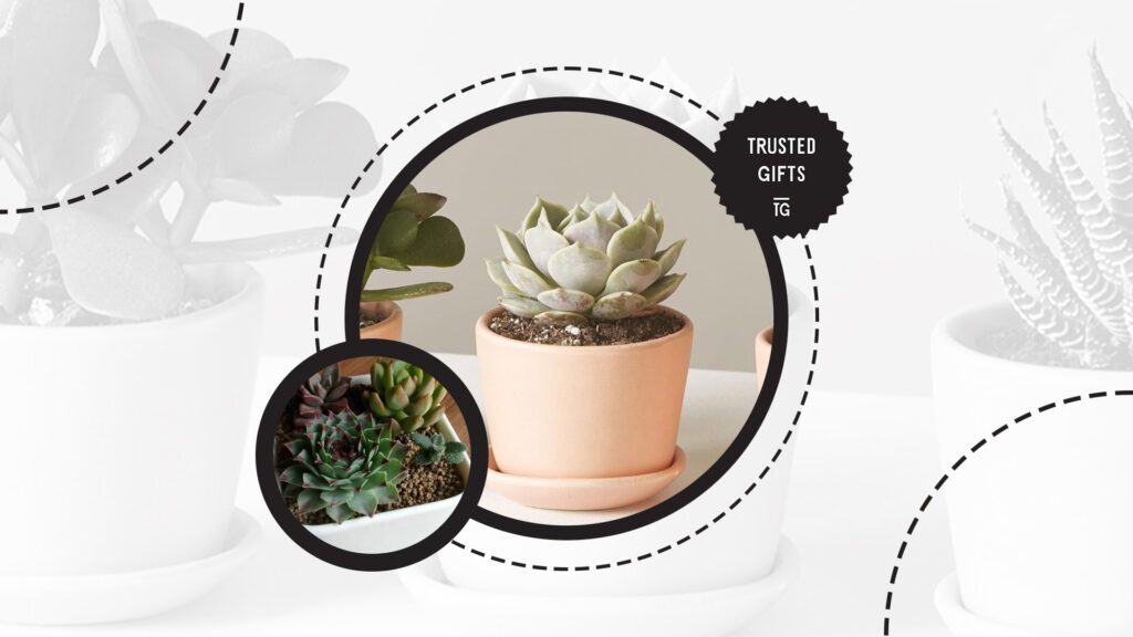 mini-desk-plants