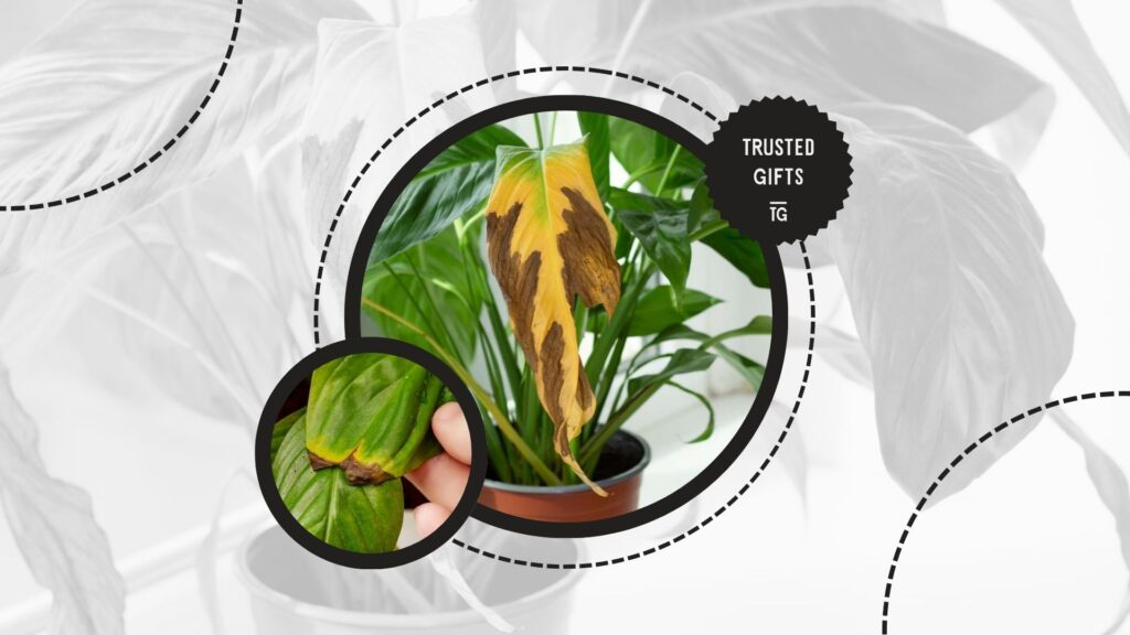 peace-lilies-brown-leaves