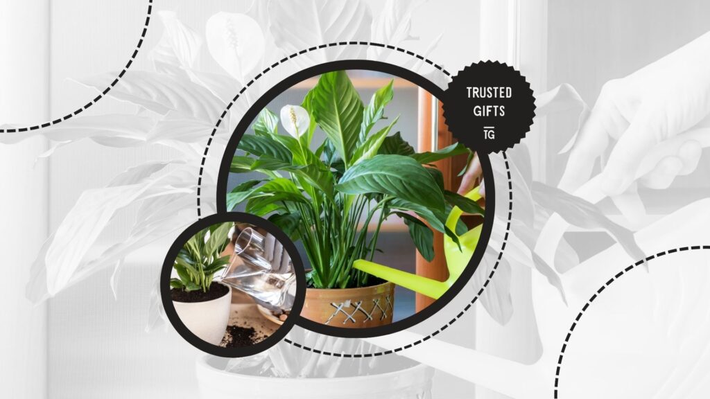 peace-lilies-drainage