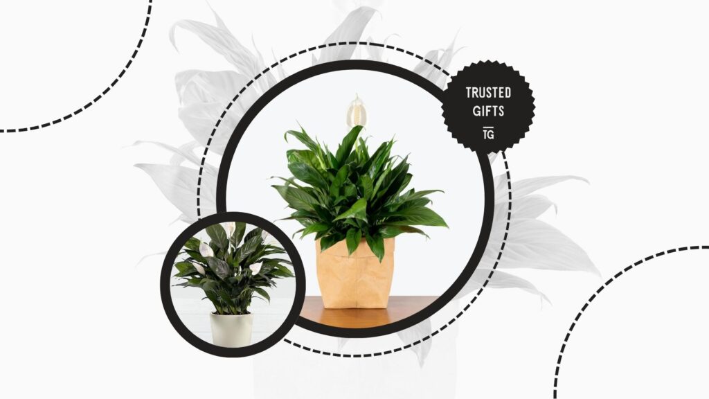 peace-lilies-ph-level