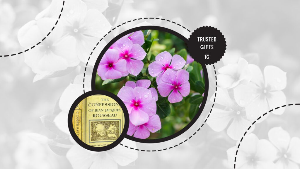 periwinkle-flowers-cultural-associations