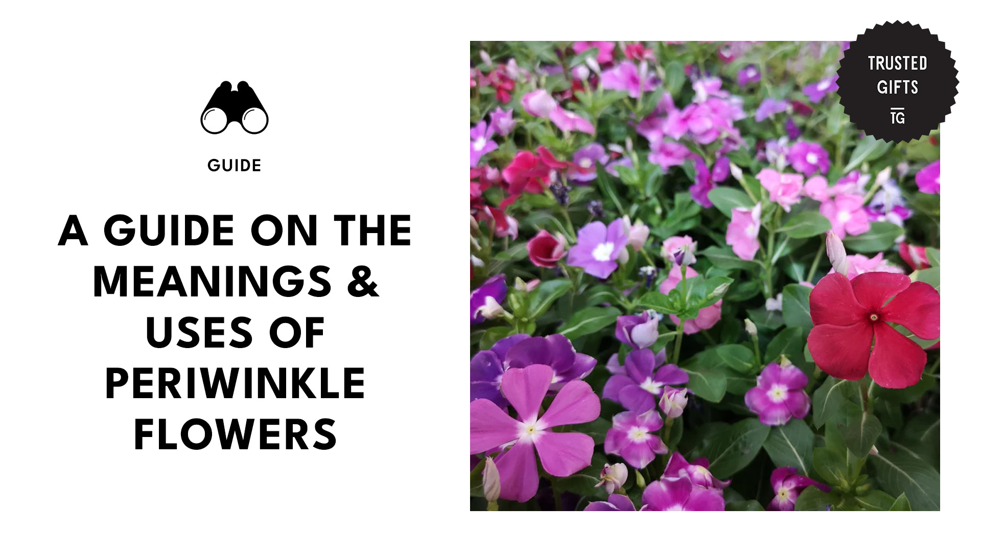 A Guide to Periwinkle, An Invasive But Meaningful Flower [2026]