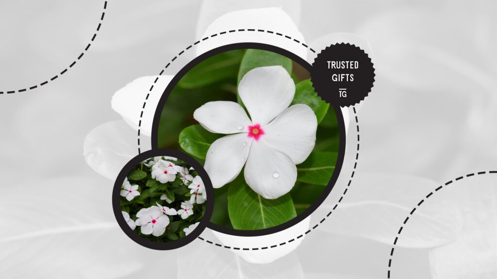 periwinkle-flowers-name