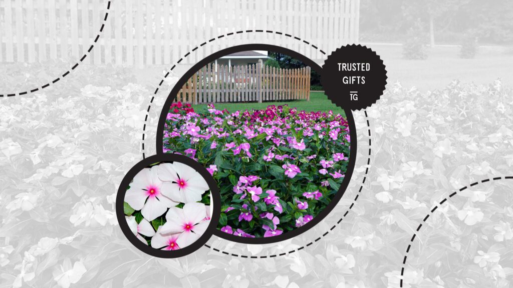 periwinkle-flowers-uses-in-gardening