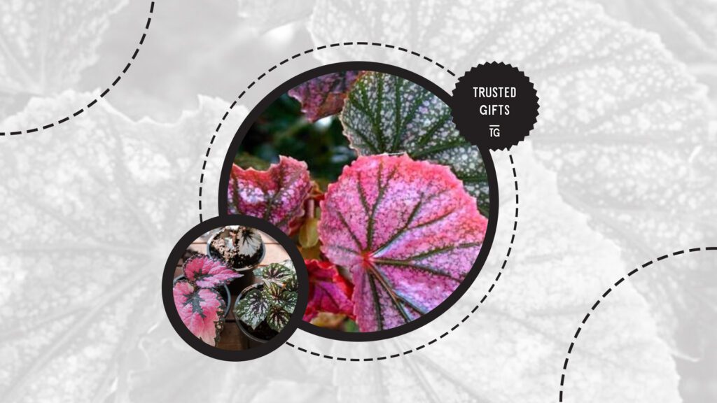 rex-begonia-humidity-level