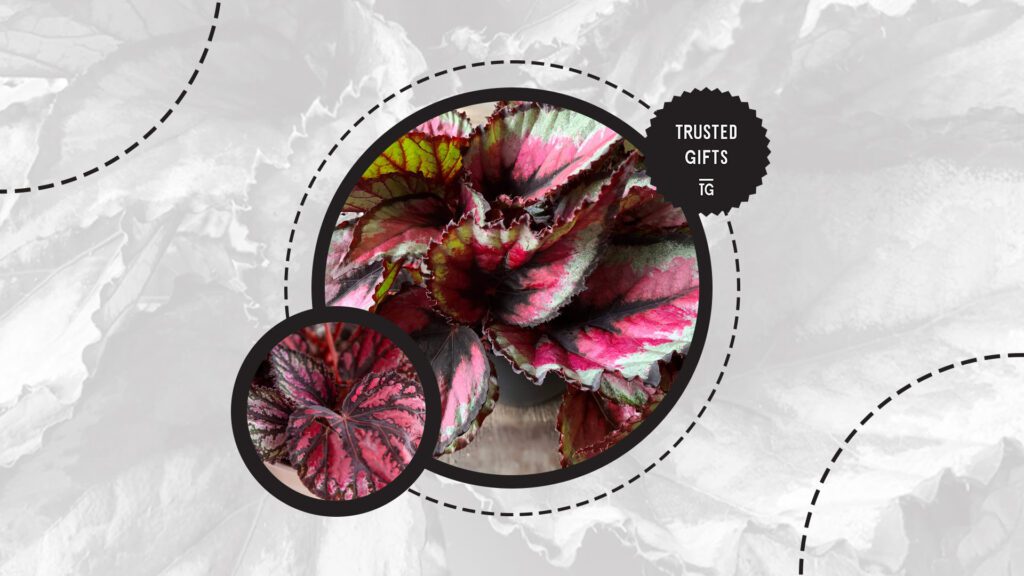 rex-begonia-information