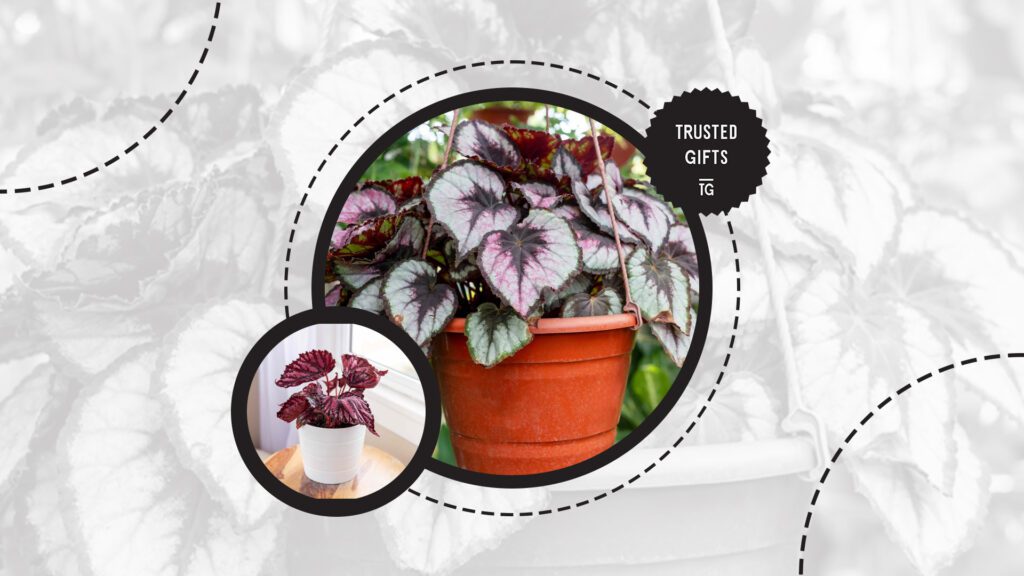 rex-begonia-light-exposure