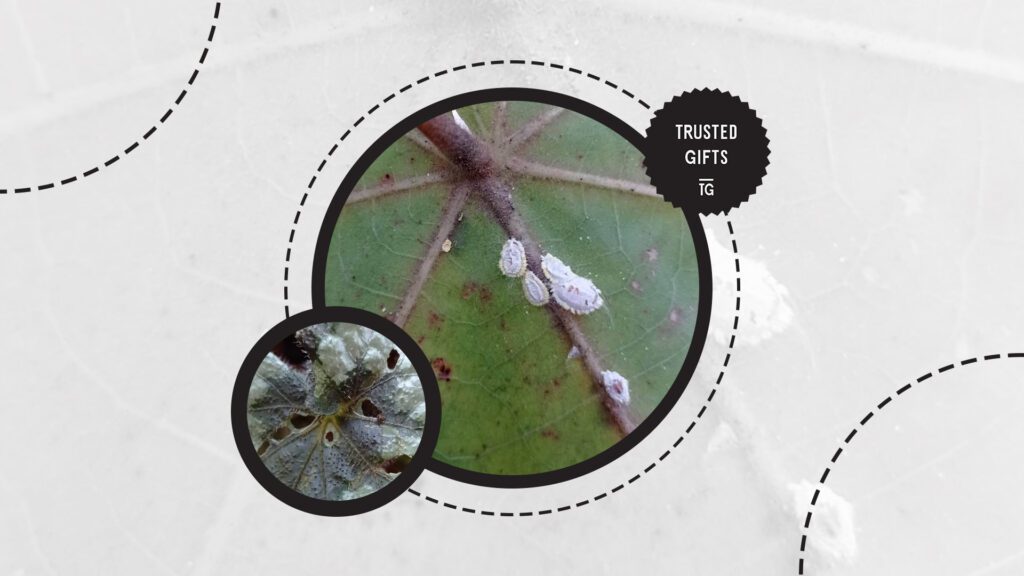 rex-begonia-pest-infestation