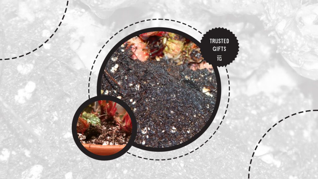 rex-begonia-propagate-from-rhizomes