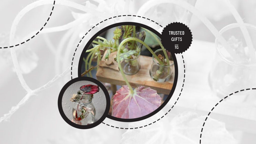 rex-begonia-propagate-in-water