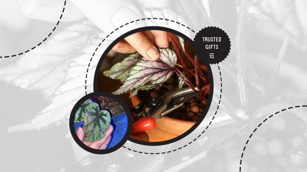 rex-begonia-pruning