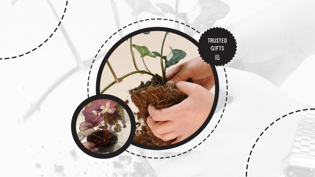 rex-begonia-repotting