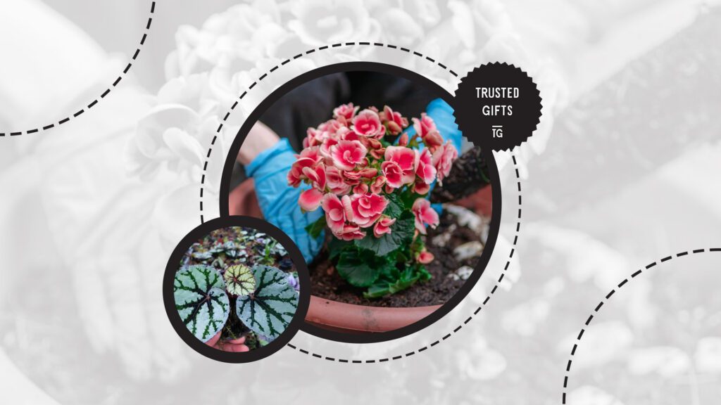 rex-begonia-soil-mix