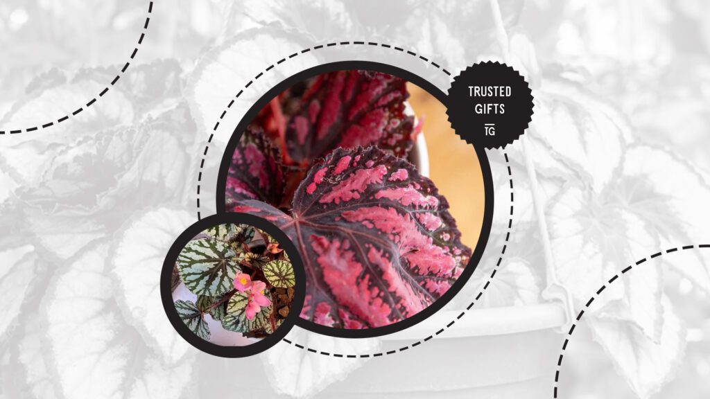 rex-begonia-temperature
